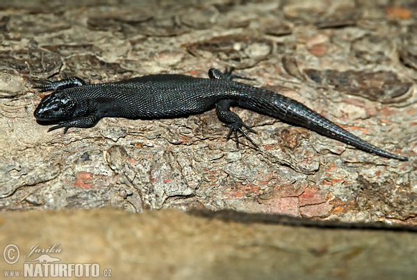 Jašterica živorodá (Lacerta vivipara)