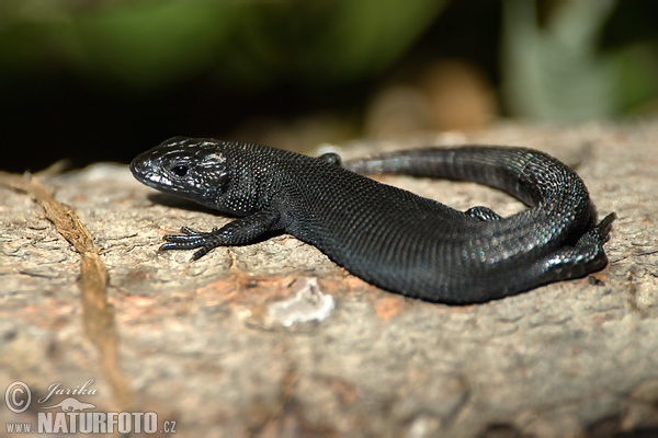 Jašterica živorodá (Lacerta vivipara)