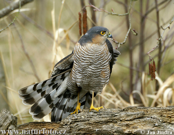 Jastrab krahulec (Accipiter nisus)