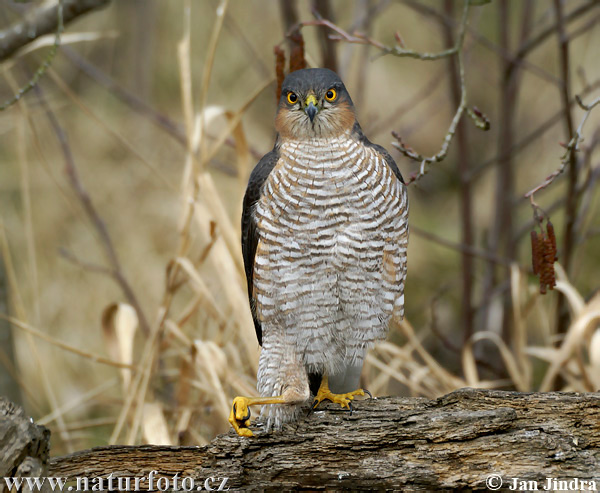 Jastrab krahulec (Accipiter nisus)