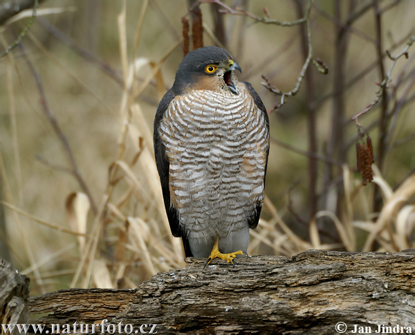 Jastrab krahulec (Accipiter nisus)