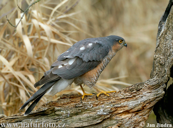 Jastrab krahulec (Accipiter nisus)