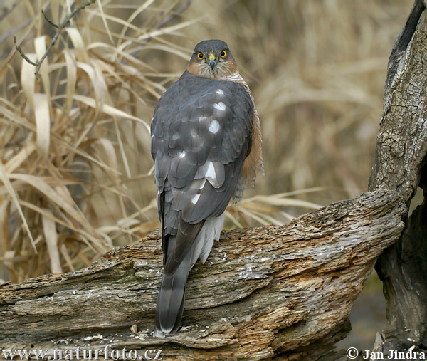 Jastrab krahulec (Accipiter nisus)