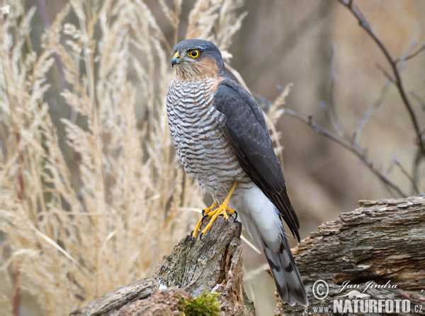 Jastrab krahulec (Accipiter nisus)