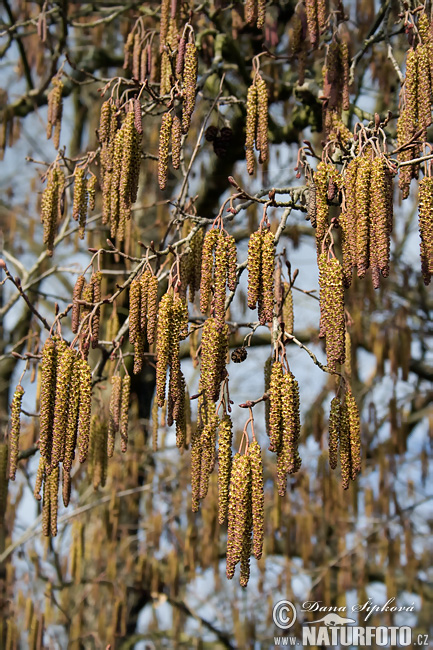 Jelša lepkavá (Alnus glutinosa)