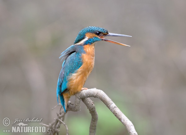 Ledňáček říční (Alcedo atthis)