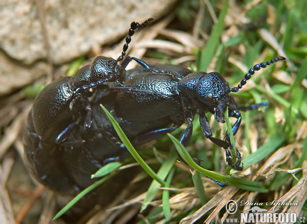 Májka obyčajná (Meloe proscarabaeus)