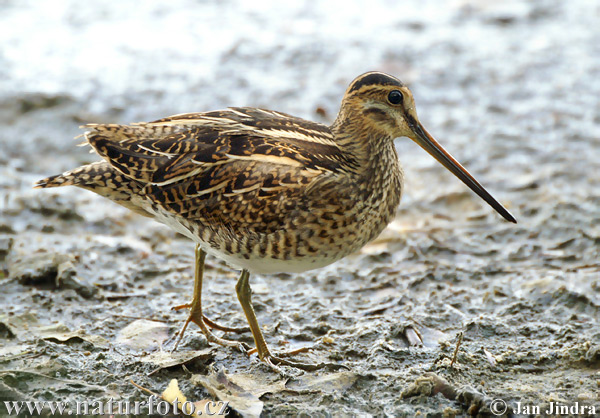 Močiarnica mekotavá (Gallinago gallinago)