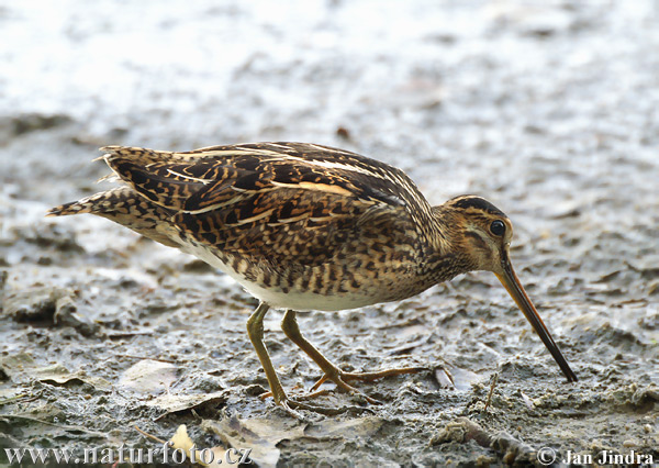 Močiarnica mekotavá (Gallinago gallinago)