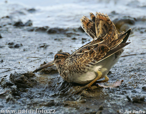 Močiarnica mekotavá (Gallinago gallinago)