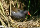 Slípka zelenonohá (Gallinula chloropus)