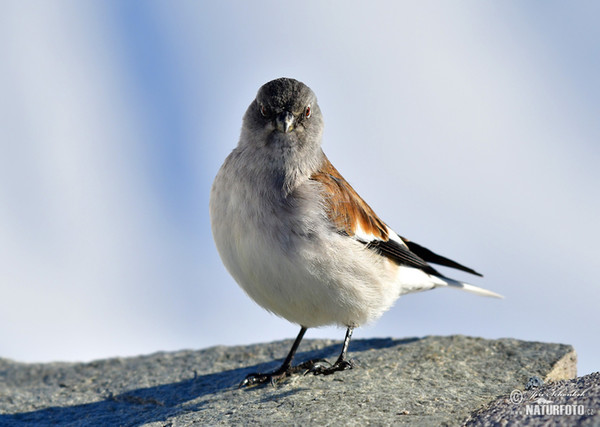 Pěnkavák sněžný (Montifringilla nivalis)