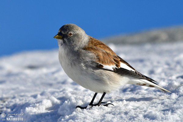 Pěnkavák sněžný (Montifringilla nivalis)