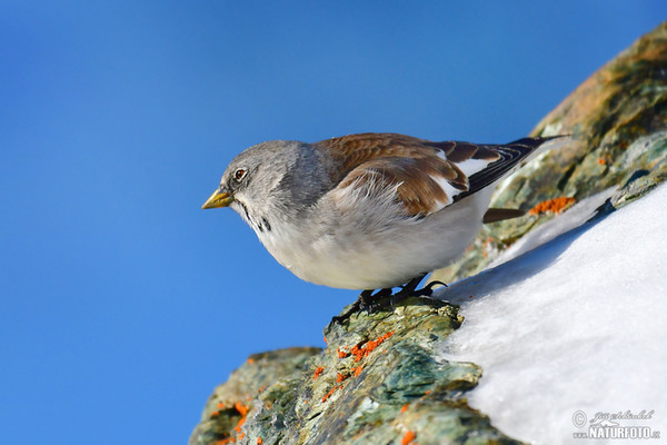 Pěnkavák sněžný (Montifringilla nivalis)