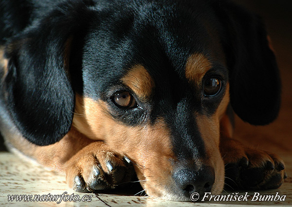 Pes domáci (Canis lupus familiaris)