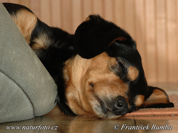 Pes domáci (Canis lupus familiaris)