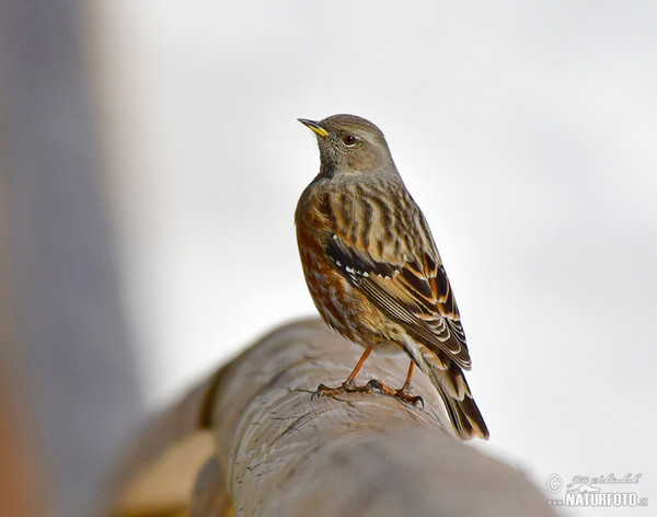 Pěvuška podhorní (Prunella collaris)