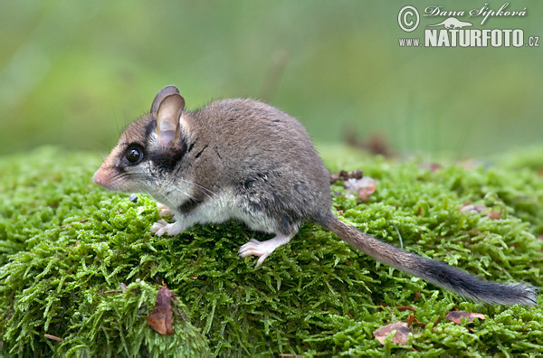 Plch záhradný (Eliomys quercinus)