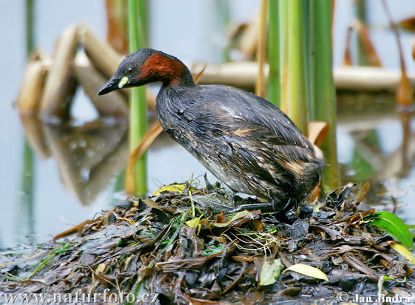 Potápka hnedá (potápka malá) (Tachybaptus ruficollis)