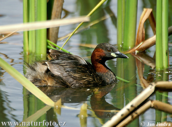 Potápka hnedá (potápka malá) (Tachybaptus ruficollis)