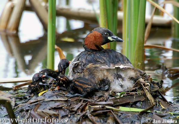 Potápka hnedá (potápka malá) (Tachybaptus ruficollis)