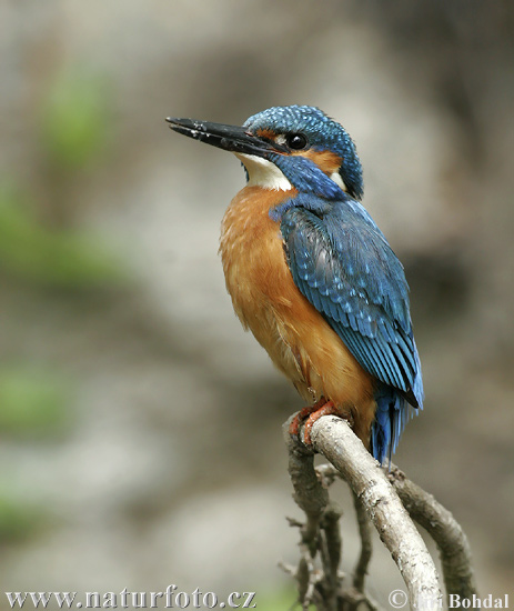 Rybárik riečny (Alcedo atthis)