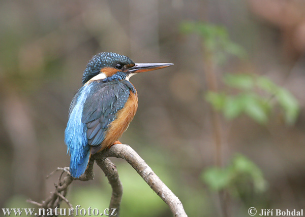 Rybárik riečny (Alcedo atthis)