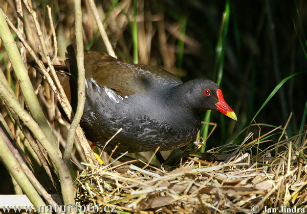 Sliepočka vodná (Gallinula chloropus)