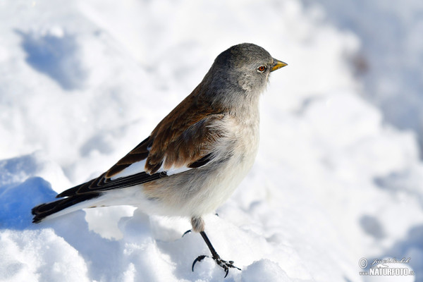 Snehárka vrchovská (Montifringilla nivalis)