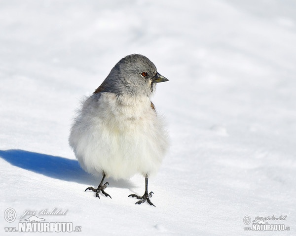 Snehárka vrchovská (Montifringilla nivalis)