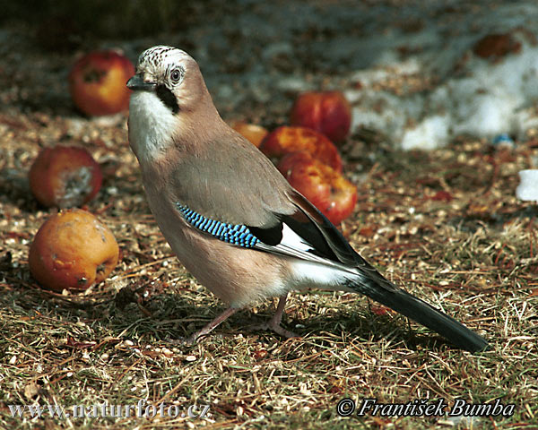 Sojka obyčajná (Garrulus glandarius)