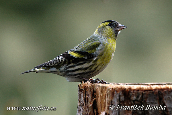 Stehlík čížavý (Carduelis spinus)