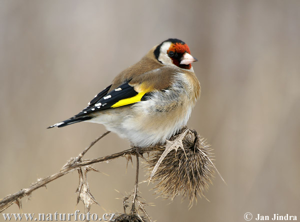 Stehlík obyčajný pestrý (Carduelis carduelis)