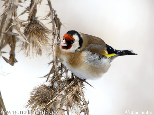 Stehlík obyčajný pestrý (Carduelis carduelis)