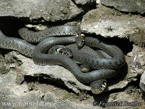 Užovka obojková (Natrix natrix)