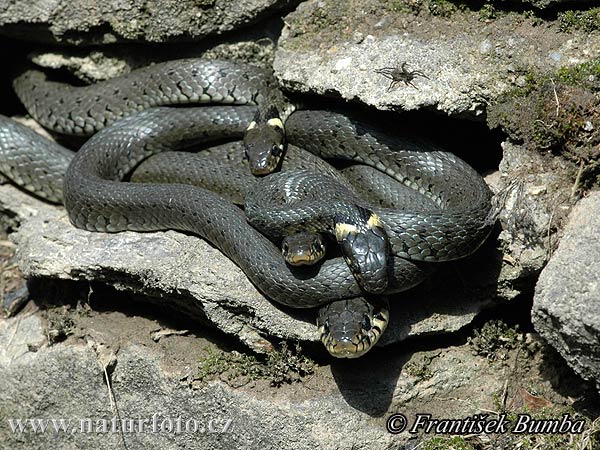 Užovka obojková (Natrix natrix)