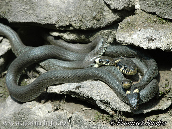 Užovka obojková (Natrix natrix)