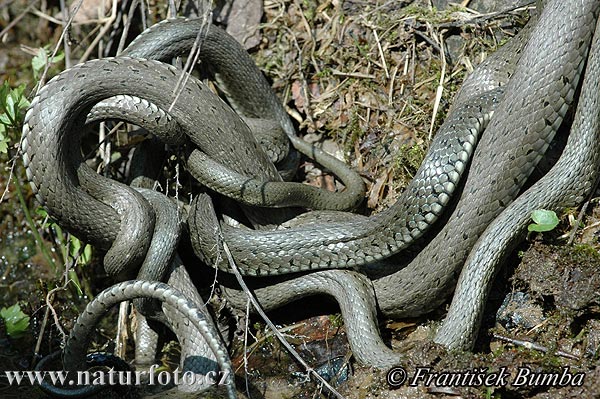 Užovka obojková (Natrix natrix)