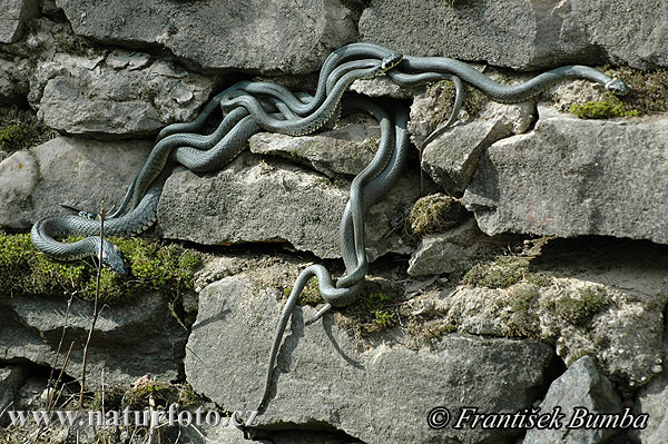 Užovka obojková (Natrix natrix)