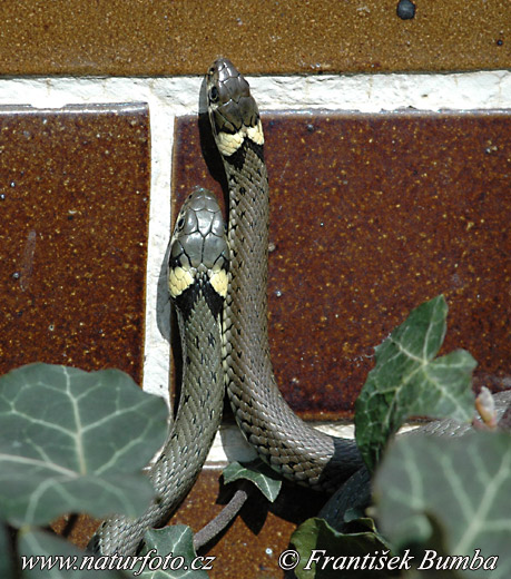 Užovka obojková (Natrix natrix)