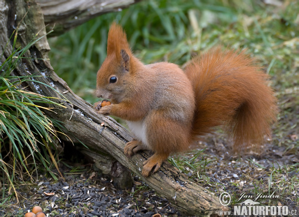 Veverica stromová (Sciurus vulgaris)