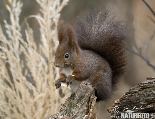 Veverica stromová (Sciurus vulgaris)