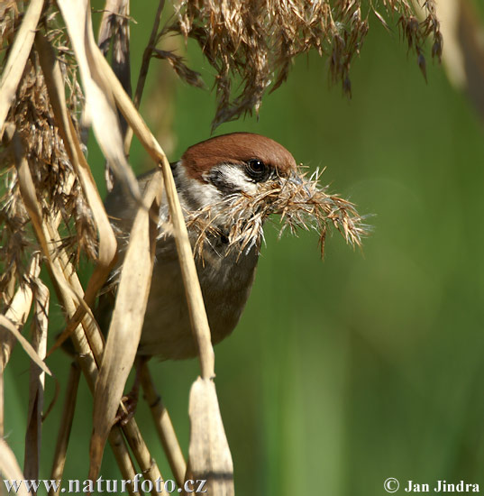 Vrabec poľný (Passer montanus)