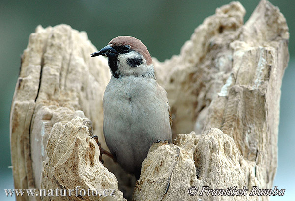 Vrabec poľný (Passer montanus)