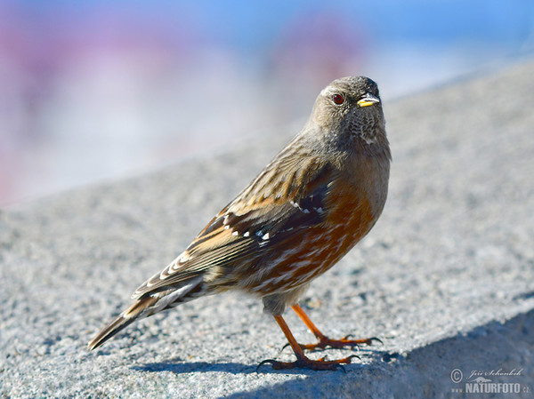 Vrchárka červenkavá červenkastá (Prunella collaris)