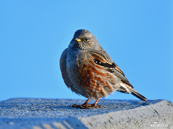 Vrchárka červenkavá červenkastá (Prunella collaris)