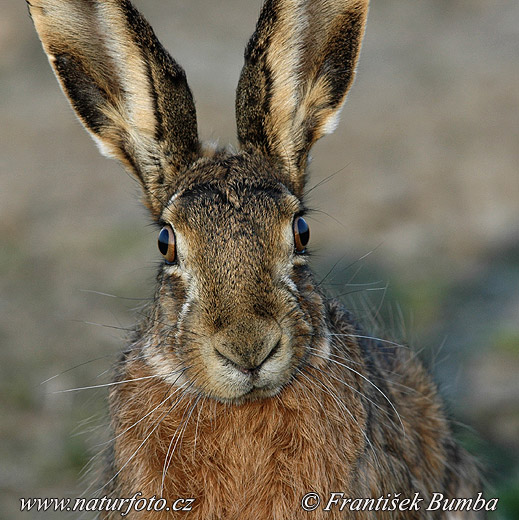 Zajac poĺný (Lepus europaeus)