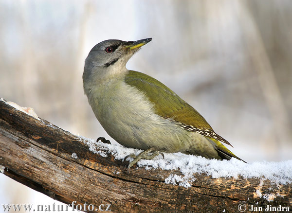 Žlna sivá (Picus canus)