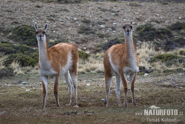 Guanako (Lama guanicoe)