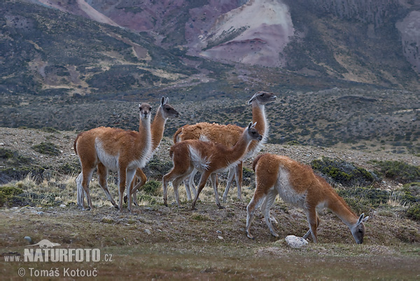 Guanako (Lama guanicoe)